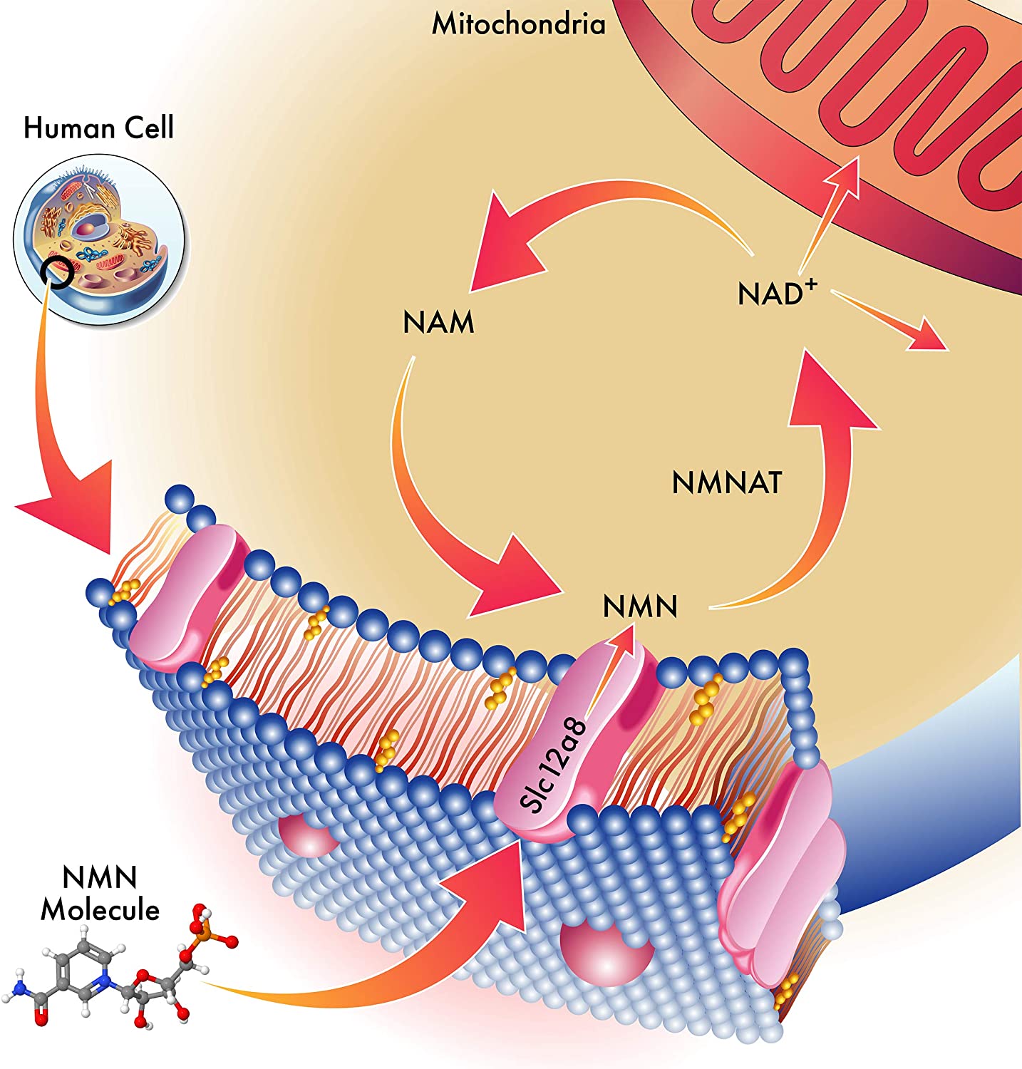 NMN 250MG - 烟酰胺单核苷酸